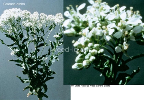 cress, hoary